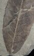Fossil Allophylus flexifolia Leaf - Green River Formation #2321-1